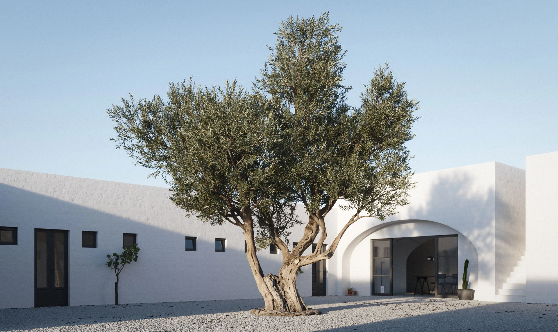 3D Render. Olivo en patio.