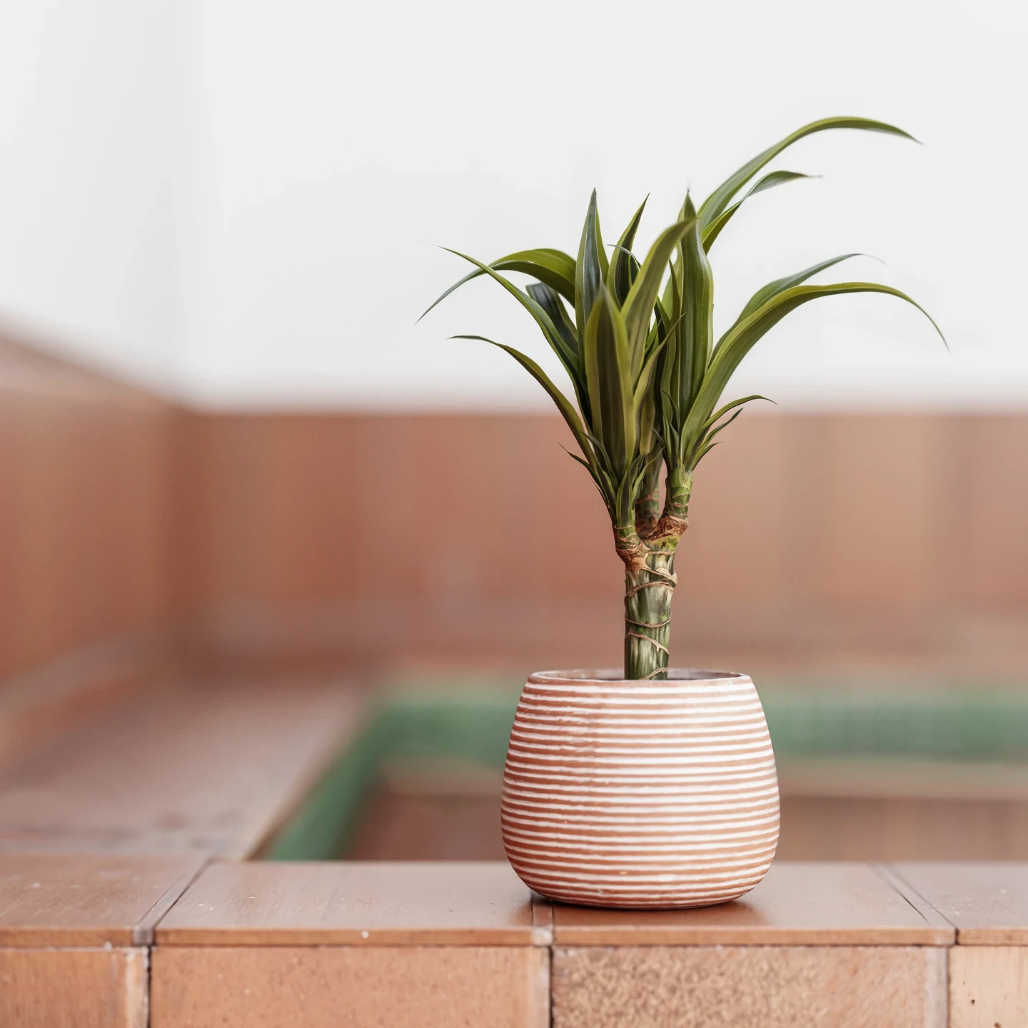 3D render. Una planta en un patio interior.