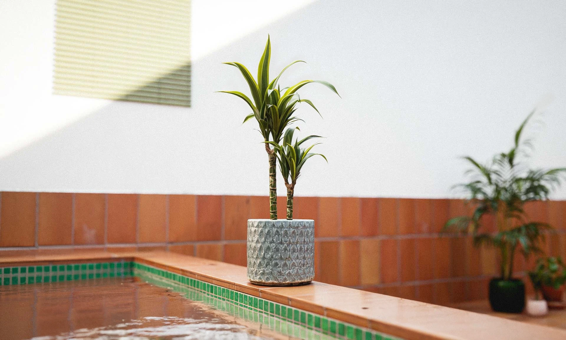 Render 3D. Patio interior con plantas.